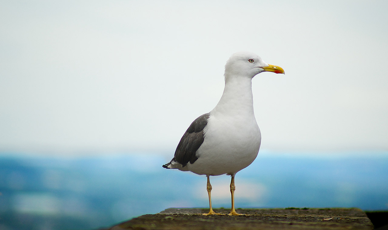 Herring Gull