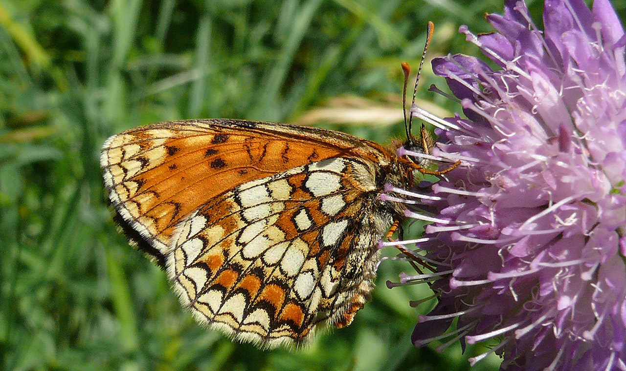 Heath Fritillary - Melitaea Athalia